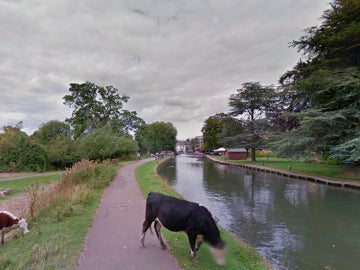 La vaca pixelada por Google Maps en Cambridge