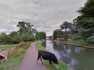 La vaca pixelada por Google Maps en Cambridge La vaca pixelada por Google Maps en Cambridge
