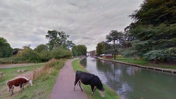 La vaca pixelada por Google Maps en Cambridge