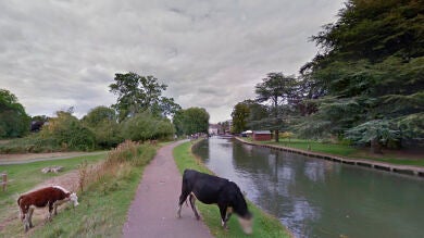 ¿Por qué Google Maps pixela la cara de las vacas? 