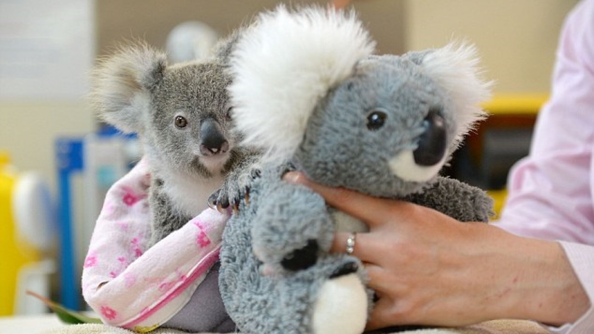 Debido a la ausencia de su madre, el peque&ntilde;o koala abraza a un peluche para llenar su soledad