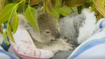 El bebé marsupial estaba colgado en la parte posterior de su madre en el momento del accidente. 