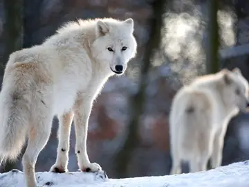 Lobos Lobos