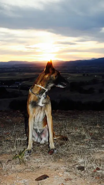 Danko, el perro policía Danko, el perro policía