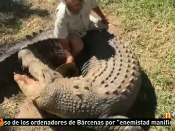 Frame 25.306508 de: Un dueño de un zoo australiano pierde la mano por el ataque de uno de sus cocodrilos ante la mirada de los visitantes