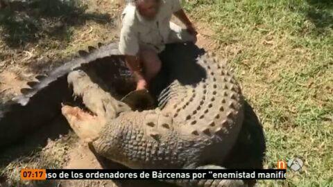 Frame 25.306508 de: Un due&ntilde;o de un zoo australiano pierde la mano por el ataque de uno de sus cocodrilos ante la mirada de los visitantes
