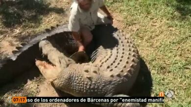Un dueño de un zoo australiano pierde la mano por el ataque de uno de sus cocodrilos ante la mirada de los visitantes