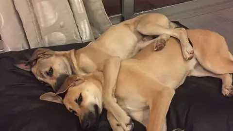 ¡Viva el amor perruno! ¡Viva el amor perruno!