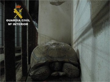 Tortuga de 40 kilos encontrada en una carretera de Alicante