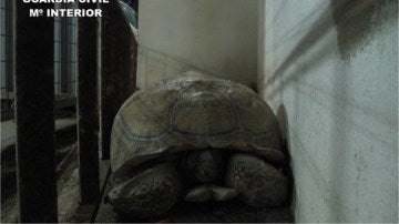 Tortuga de 40 kilos encontrada en una carretera de Alicante