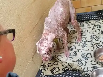 Perro abandonado tras perder el pelo al picarle miles de abejas Perro abandonado tras perder el pelo al picarle miles de abejas