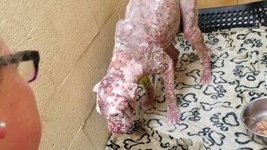 Stinger, el cachorro que fue abandonado al perder el pelo por la picadura de miles de abejas