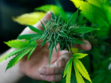 Imagen de archivo de una planta de Cannabis Imagen de archivo de una planta de Cannabis