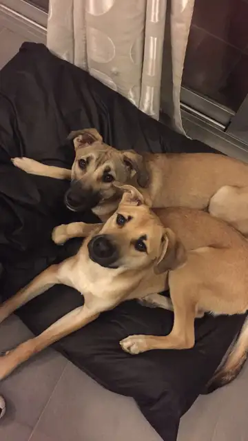 Chapa y Pote fueron adoptados gracias a 'El Hormiguero' Chapa y Pote fueron adoptados gracias a 'El Hormiguero'