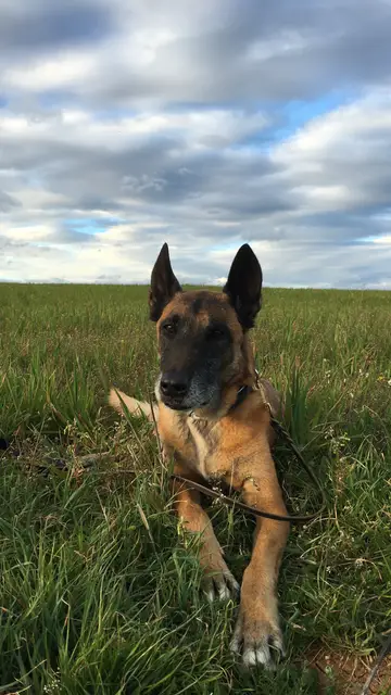 Danko pasa un día en el campo Danko pasa un día en el campo