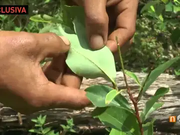 Hoja de cocaína Hoja de cocaína