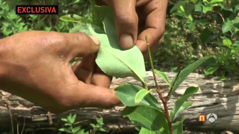 Hoja de coca&iacute;na