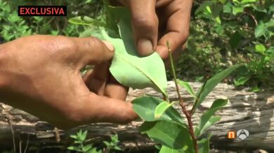 Antena 3 Noticias visita los laboratorios de cocaína de las FARC en Colombia