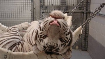 Un tigre en un acuario de interior en Houston