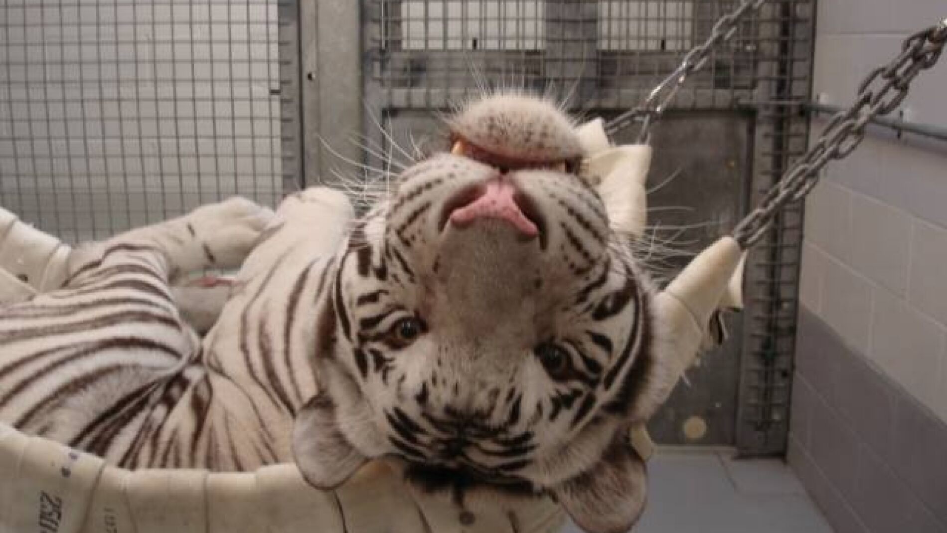 Un tigre en un acuario de interior en Houston