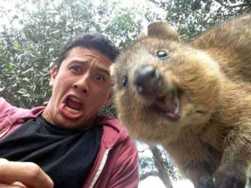 Selfie con un quokka