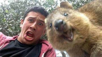 Selfie con un quokka