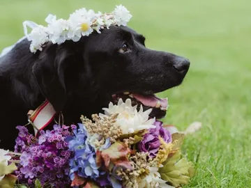 La historia de Charlie, un labrador que luchó hasta el final La historia de Charlie, un labrador que luchó hasta el final