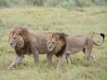 Leonas de Botswana Leonas de Botswana
