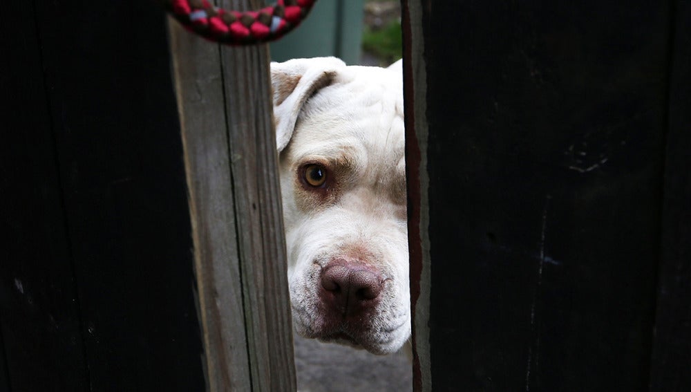 Un pit bull mira por detrás de la puerta