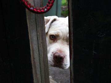 Un pit bull mira por detrás de la puerta