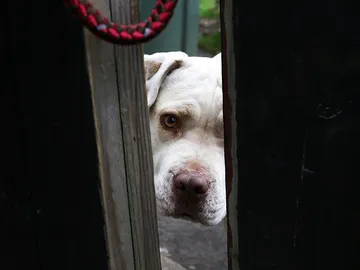 Un pit bull mira por detrás de la puerta Un pit bull mira por detrás de la puerta