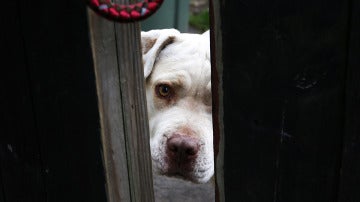 Un pit bull mira por detrás de la puerta