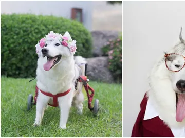 Maya, la perra en su silla de ruedas Maya, la perra en su silla de ruedas