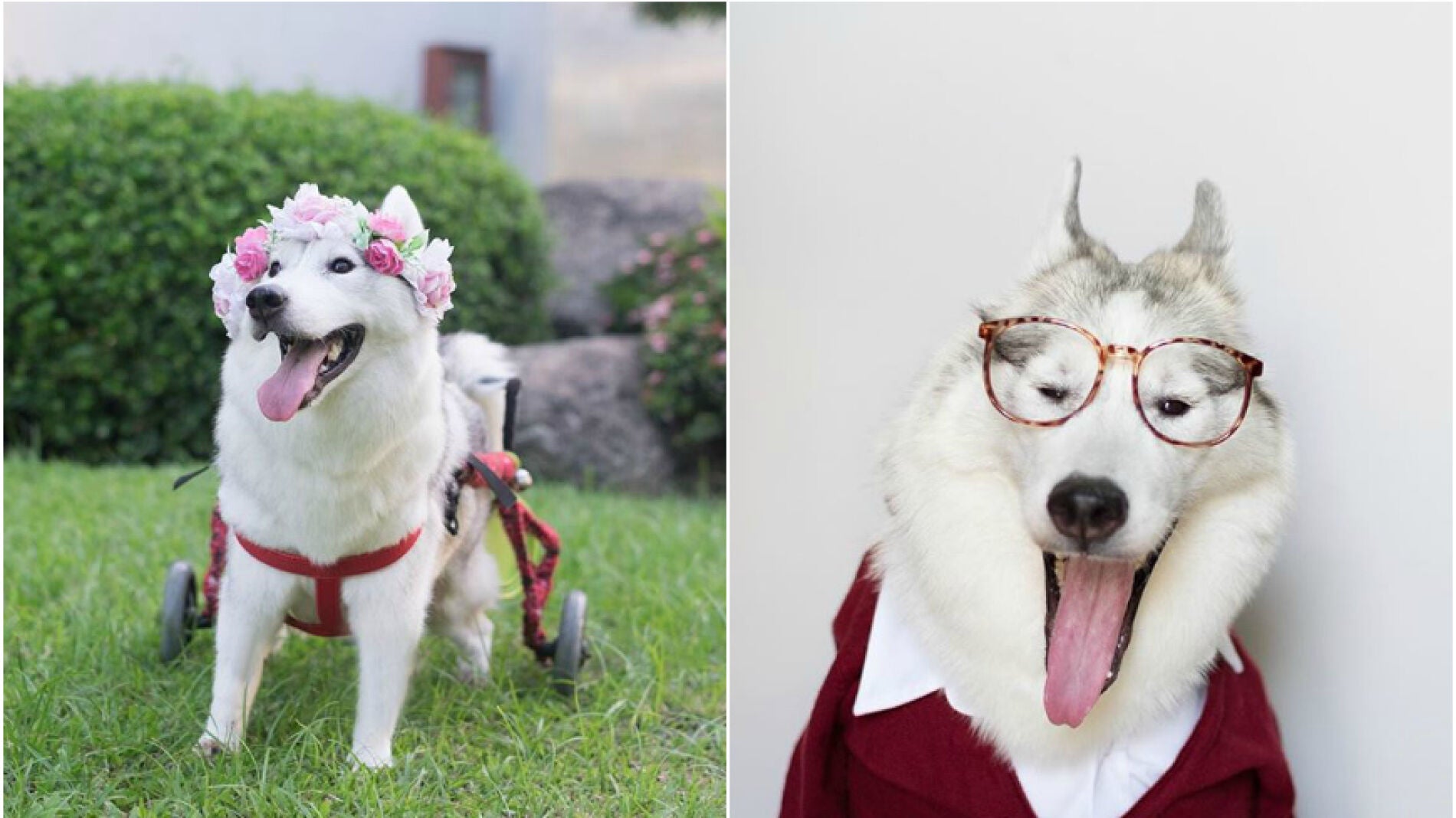 Maya, la perra en su silla de ruedas