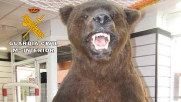 El ejemplar disecado de oso pardo en peligro de extinción que ha incautado el Seprona