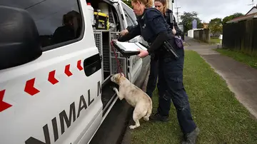 Una protectora recoge un animal Una protectora recoge un animal