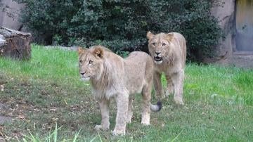 Los leones que se han escapado del zoo 