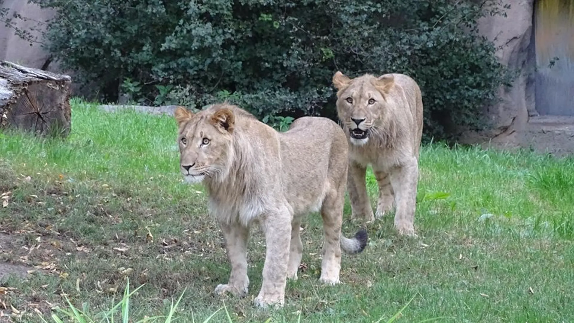 Los leones que se han escapado del zoo Los leones que se han escapado del zoo