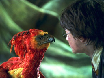 Harry Potter y Fawkes