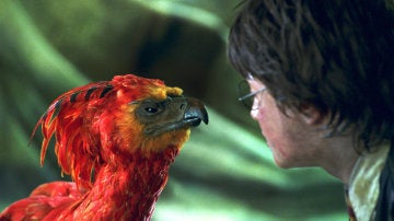Harry Potter y Fawkes