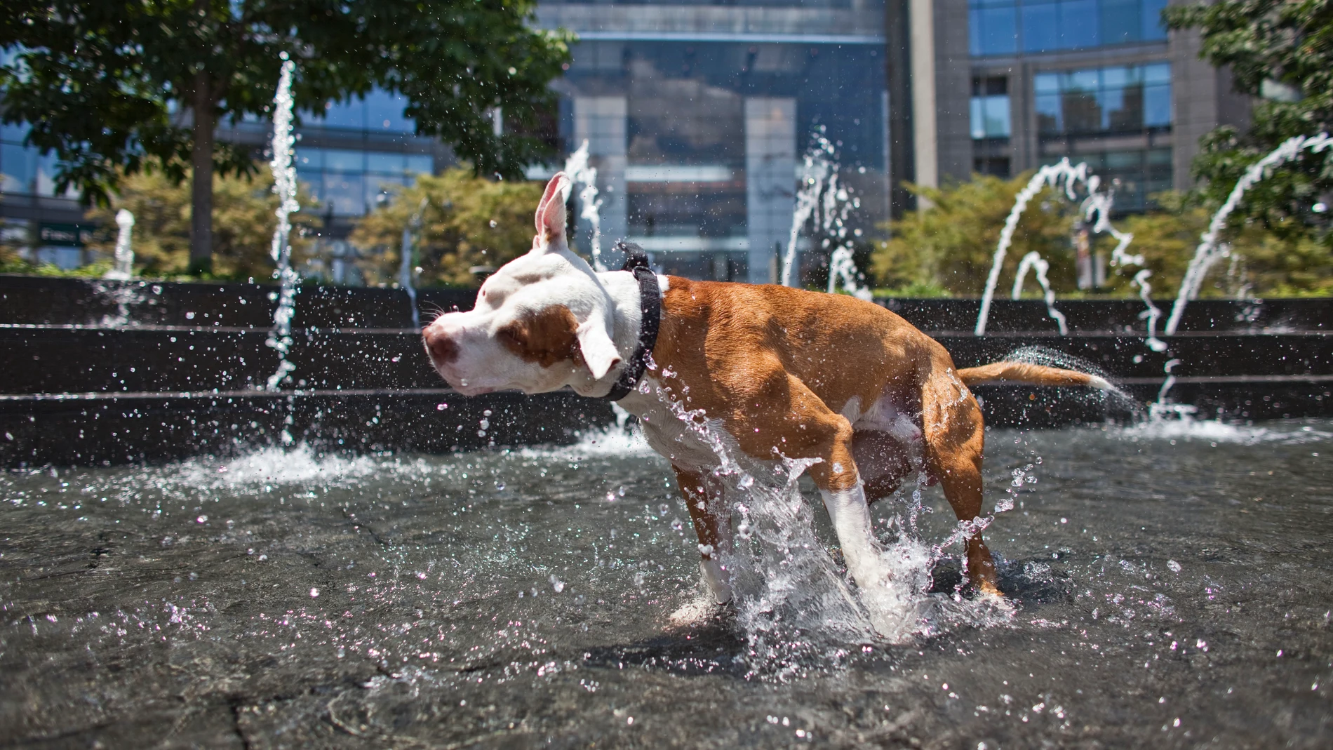 Un pit bull se refresca en una fuente Un pit bull se refresca en una fuente