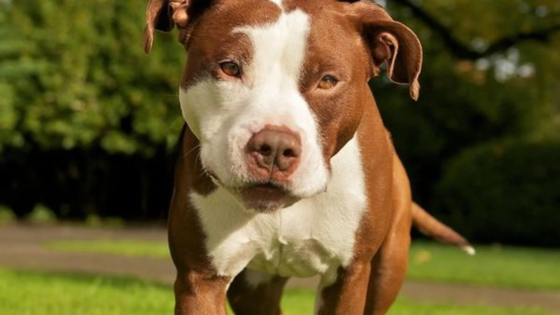 Perro de raza Pitbull Perro de raza Pitbull