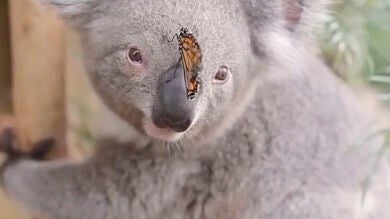 La tierna y divertida amistad del koala Willow y una mariposa se hace viral