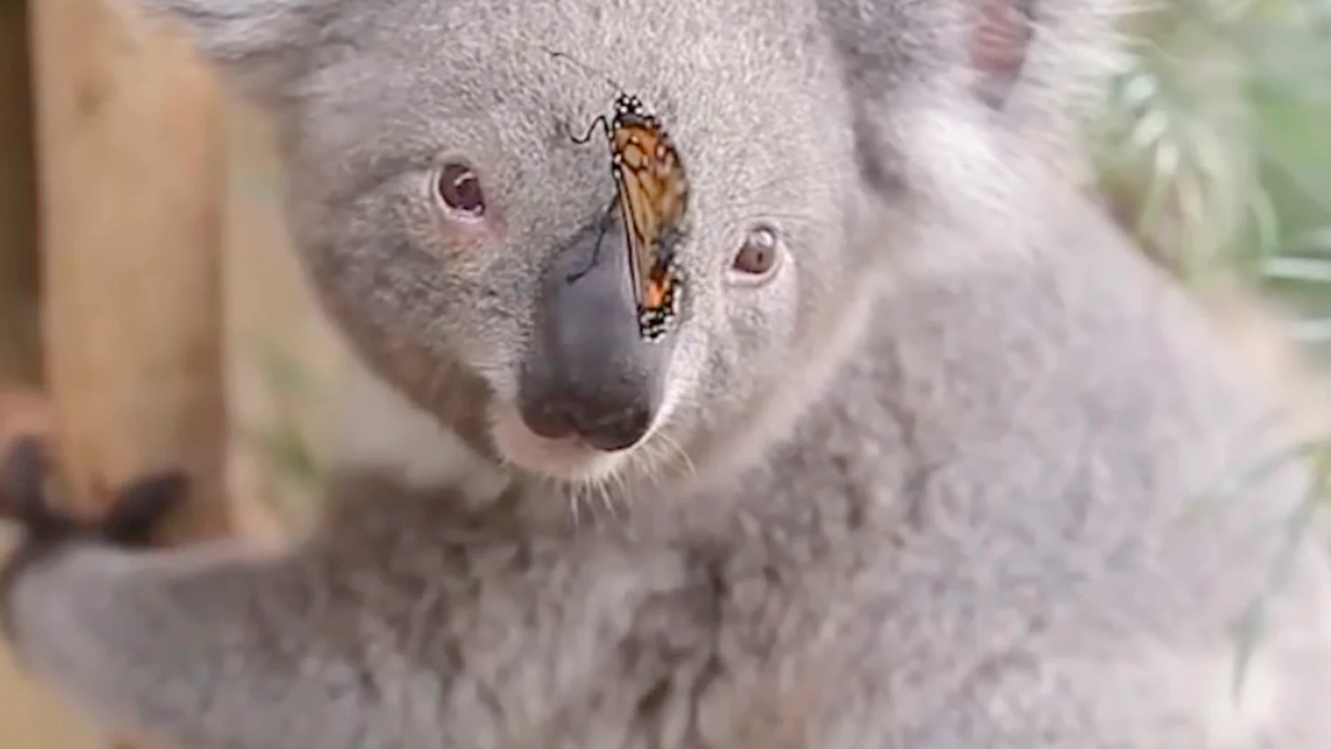 Un koala y una mariposa