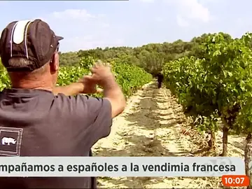 Frame 154.460667 de: VENDIMIA Frame 154.460667 de: VENDIMIA