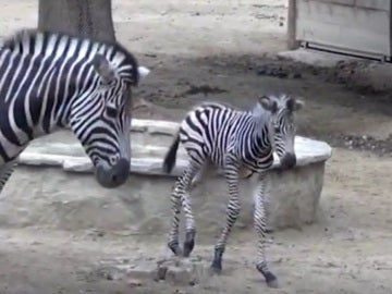 Nacen una cría de cebra y dos monos araña en el Zoo de Barcelona