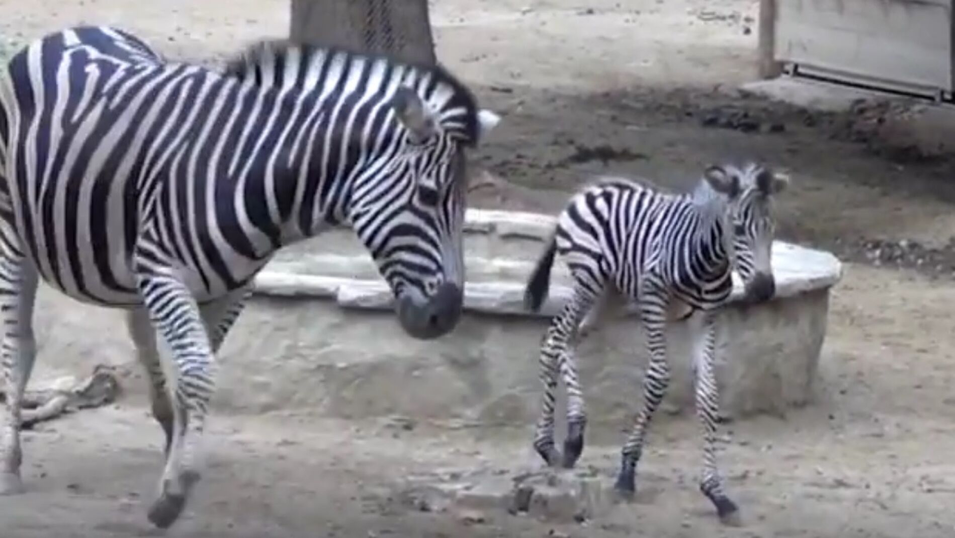Nacen una cr&iacute;a de cebra y dos monos ara&ntilde;a en el Zoo de Barcelona