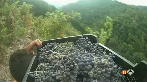 Frame 51.987089 de: VENDIMIA