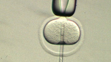 Vista del núcleo de un óvulo
