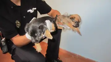 Cachorros rescatados en Paterna Cachorros rescatados en Paterna